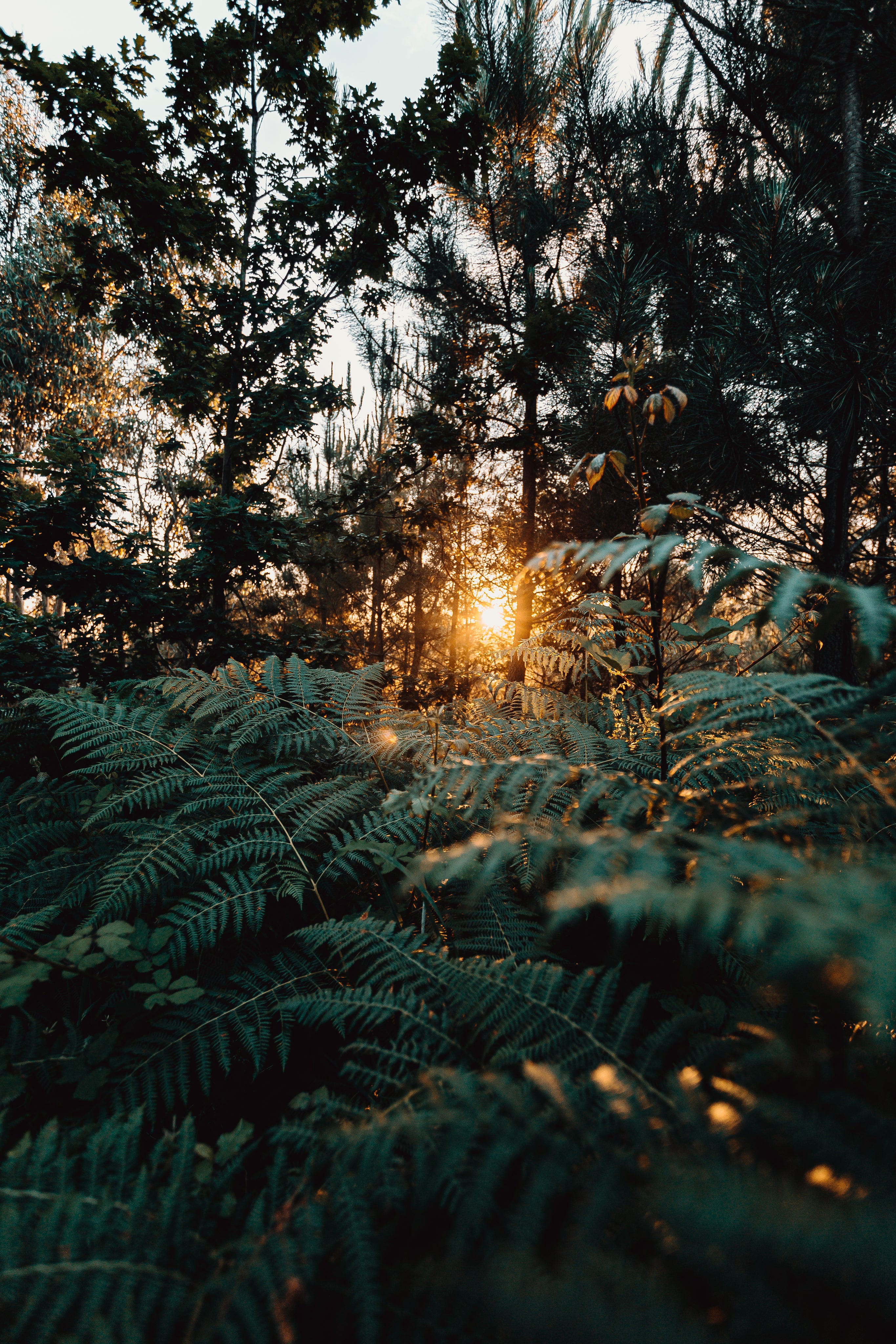 a-sunset-leaks-through-the-trees-in-a-forest.jpg